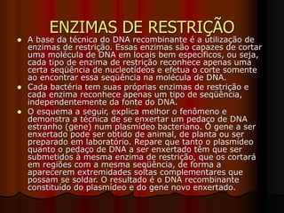 ENZIMAS DE RESTRIÇÃO
 A base da técnica do DNA recombinante é a utilização de
enzimas de restrição. Essas enzimas são capazes de cortar
uma molécula de DNA em locais bem específicos, ou seja,
cada tipo de enzima de restrição reconhece apenas uma
certa seqüência de nucleotídeos e efetua o corte somente
ao encontrar essa seqüência na molécula de DNA.
 Cada bactéria tem suas próprias enzimas de restrição e
cada enzima reconhece apenas um tipo de seqüência,
independentemente da fonte do DNA.
 O esquema a seguir, explica melhor o fenômeno e
demonstra a técnica de se enxertar um pedaço de DNA
estranho (gene) num plasmídeo bacteriano. O gene a ser
enxertado pode ser obtido de animal, de planta ou ser
preparado em laboratório. Repare que tanto o plasmídeo
quanto o pedaço de DNA a ser enxertado têm que ser
submetidos à mesma enzima de restrição, que os cortará
em regiões com a mesma seqüência, de forma a
aparecerem extremidades soltas complementares que
possam se soldar. O resultado é o DNA recombinante
constituído do plasmídeo e do gene novo enxertado.
 