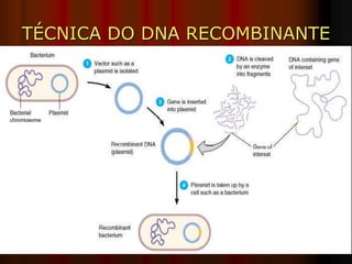 TÉCNICA DO DNA RECOMBINANTE
 