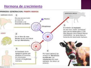 Hormona de crecimiento
 
