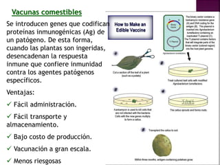 Vacunas comestibles
Se introducen genes que codifican
proteínas inmunogénicas (Ag) de
un patógeno. De esta forma,
cuando las plantas son ingeridas,
desencadenan la respuesta
inmune que confiere inmunidad
contra los agentes patógenos
específicos.
Ventajas:
 Fácil administración.
 Fácil transporte y
almacenamiento.
 Bajo costo de producción.
 Vacunación a gran escala.
 Menos riesgosas
 