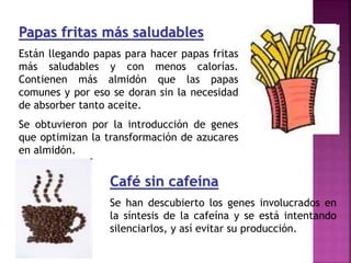Papas fritas más saludables
Están llegando papas para hacer papas fritas
más saludables y con menos calorías.
Contienen más almidón que las papas
comunes y por eso se doran sin la necesidad
de absorber tanto aceite.
Se obtuvieron por la introducción de genes
que optimizan la transformación de azucares
en almidón.
Café sin cafeína
Se han descubierto los genes involucrados en
la síntesis de la cafeína y se está intentando
silenciarlos, y así evitar su producción.
 