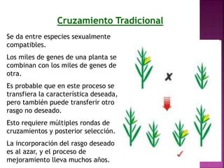 Cruzamiento Tradicional
Se da entre especies sexualmente
compatibles.
Los miles de genes de una planta se
combinan con los miles de genes de
otra.
Es probable que en este proceso se
transfiera la característica deseada,
pero también puede transferir otro
rasgo no deseado.
Esto requiere múltiples rondas de
cruzamientos y posterior selección.
La incorporación del rasgo deseado
es al azar, y el proceso de
mejoramiento lleva muchos años.
 