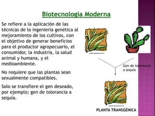 Biotecnología Moderna
Se refiere a la aplicación de las
técnicas de la ingeniería genética al
mejoramiento de los cultivos, con
el objetivo de generar beneficios
para el productor agropecuario, el
consumidor, la industria, la salud
animal y humana, y el
medioambiente.
No requiere que las plantas sean
sexualmente compatibles.
Solo se transfiere el gen deseado,
por ejemplo; gen de tolerancia a
sequía.
Gen de tolerancia
a sequía
PLANTA TRANSGÉNICA
 