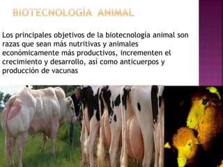 Los principales objetivos de la biotecnología animal son
razas que sean más nutritivas y animales
económicamente más productivos, incrementen el
crecimiento y desarrollo, así como anticuerpos y
producción de vacunas
 