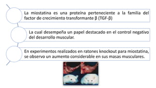 La miostatina es una proteína perteneciente a la familia del
factor de crecimiento transformante β (TGF-β)
La cual desempeña un papel destacado en el control negativo
del desarrollo muscular.
En experimentos realizados en ratones knockout para miostatina,
se observo un aumento considerable en sus masas musculares.
 