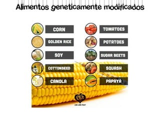 Alimentos geneticamente modificados
 