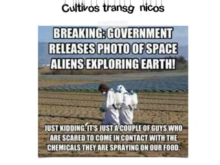 Cultivos transgénicos
 
