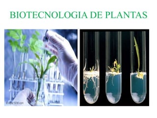 BIOTECNOLOGIA DE PLANTAS 
 