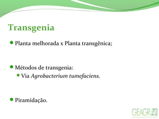 Transgenia
Planta melhorada x Planta transgênica;
Métodos de transgenia:
Via Agrobacterium tumefaciens.
Piramidação.
 