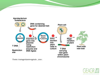 Fonte: transgeniaemvegetais , 2010 .
 