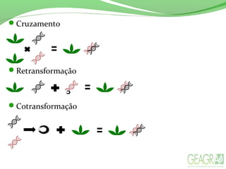 Cruzamento
Retransformação
Cotransformação
 