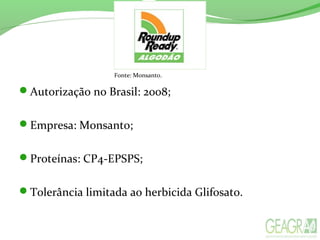 Autorização no Brasil: 2008;
Empresa: Monsanto;
Proteínas: CP4-EPSPS;
Tolerância limitada ao herbicida Glifosato.
Fonte: Monsanto.
 