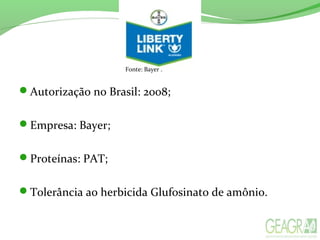 Autorização no Brasil: 2008;
Empresa: Bayer;
Proteínas: PAT;
Tolerância ao herbicida Glufosinato de amônio.
Fonte: Bayer .
 