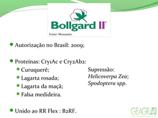 Autorização no Brasil: 2009;
Proteínas: Cry1Ac e Cry2Ab2:
Curuquerê;
Lagarta rosada;
Lagarta da maçã;
Falsa medideira.
Unido ao RR Flex : B2RF.
Fonte: Monsanto.
Supressão:
Helicoverpa Zea;
Spodoptera spp.
 