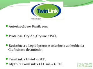 Autorização no Brasil: 2011;
Proteínas: Cry1Ab ,Cry2Ae e PAT;
Resistência a Lepidópteros e tolerância ao herbicida
Glufosinato de amônio;
TwinLink x Glytol = GLT;
GlyTol x TwinLink x COT102 = GLTP.
Fonte: Bayer.
 