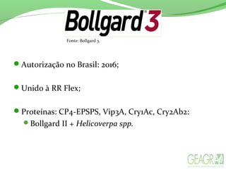 Autorização no Brasil: 2016;
Unido à RR Flex;
Proteínas: CP4-EPSPS, Vip3A, Cry1Ac, Cry2Ab2:
Bollgard II + Helicoverpa spp.
Fonte: Bollgard 3.
 
