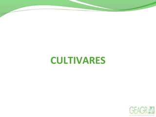 CULTIVARES
 