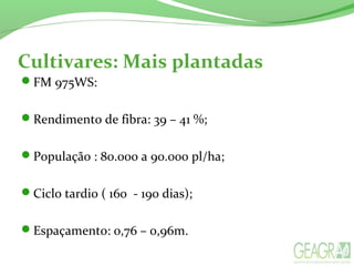 Cultivares: Mais plantadas
FM 975WS:
Rendimento de fibra: 39 – 41 %;
População : 80.000 a 90.000 pl/ha;
Ciclo tardio ( 160 - 190 dias);
Espaçamento: 0,76 – 0,96m.
 