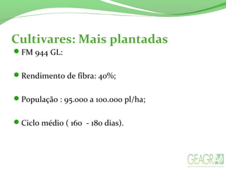 Cultivares: Mais plantadas
FM 944 GL:
Rendimento de fibra: 40%;
População : 95.000 a 100.000 pl/ha;
Ciclo médio ( 160 - 180 dias).
 