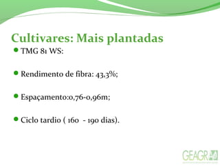 Cultivares: Mais plantadas
TMG 81 WS:
Rendimento de fibra: 43,3%;
Espaçamento:0,76-0,96m;
Ciclo tardio ( 160 - 190 dias).
 