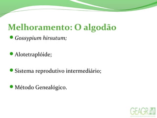 Gossypium hirsutum;
Alotetraplóide;
Sistema reprodutivo intermediário;
Método Genealógico.
Melhoramento: O algodão
 
