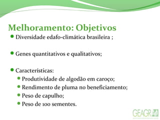 Diversidade edaf0-climática brasileira ;
Genes quantitativos e qualitativos;
Características:
Produtividade de algodão em caroço;
Rendimento de pluma no beneficiamento;
Peso de capulho;
Peso de 100 sementes.
Melhoramento: Objetivos
 