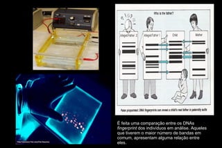 É feita uma comparação entre os DNAs  fingerprint  dos indivíduos em análise. Aqueles que tiverem o maior número de bandas em comum, apresentam alguma relação entre eles. 