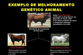 EXEMPLO DE MELHORAMENTO GENÉTICO ANIMAL Gado  Santa Gertrudes,  produzido no King Ranch, em Kigsville no Texas, EUA. É um ótimo produtor de carne e resistente a doenças parasitárias e ao calor Resultante do cruzamento  de dois tipos Gado Shorthorn Ótimo produtor de carne, mas sensível a doenças e ao calor Gado Braham ( Zebu ) Menor produção de carne e é resistente a doenças e ao calor 