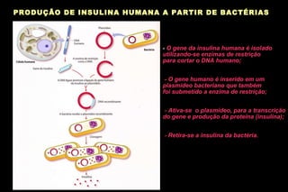 -  O gene da insulina humana é isolado utilizando-se enzimas de restrição  para cortar o DNA humano; - O gene humano é inserido em um  plasmídeo bacteriano que também  foi submetido a enzima de restrição; - Ativa-se  o plasmídeo, para a transcrição  do gene e produção da proteína (insulina); - Retira-se a insulina da bactéria. PRODUÇÃO DE INSULINA HUMANA A PARTIR DE BACTÉRIAS 