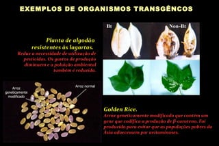 Planta de algodão  resistentes às lagartas.   Reduz a necessidade de utilização de pesticidas. Os gastos de produção diminuem e a poluição ambiental também é reduzida. Golden Rice.  Arroz geneticamente modificado que contém um gene que codifica a produção de  β -caroteno. Foi produzido para evitar que as populações pobres da Ásia adoecessem por avitaminoses. EXEMPLOS DE ORGANISMOS TRANSGÊNCOS  