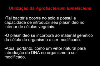Utilização da  Agrobacterium tumefaciens Tal bactéria ocorre no solo e possui a capacidade de introduzir seu plasmídeo no interior de células vegetais. O plasmídeo se incorpora ao material genético da célula do organismo a ser modificado. Atua, portanto, como um vetor natural para introdução do DNA no organismo a ser modificado. 