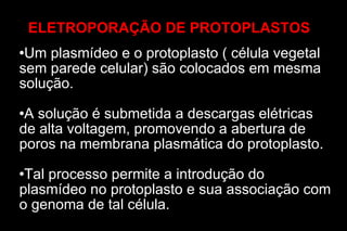 ELETROPORAÇÃO DE PROTOPLASTOS Um plasmídeo e o protoplasto ( célula vegetal sem parede celular) são colocados em mesma solução. A solução é submetida a descargas elétricas de alta voltagem, promovendo a abertura de poros na membrana plasmática do protoplasto. Tal processo permite a introdução do plasmídeo no protoplasto e sua associação com o genoma de tal célula. 
