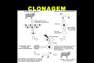 CLONAGEM 