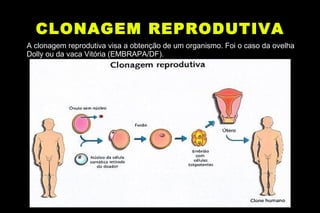 CLONAGEM REPRODUTIVA A clonagem reprodutiva visa a obtenção de um organismo. Foi o caso da ovelha Dolly ou da vaca Vitória (EMBRAPA/DF). 