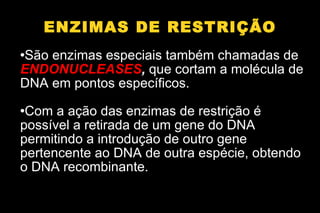 ENZIMAS DE RESTRIÇÃO São enzimas especiais também chamadas de  ENDONUCLEASES ,   que cortam a molécula de DNA em pontos específicos. Com a ação das enzimas de restrição é possível a retirada de um gene do DNA permitindo a introdução de outro gene pertencente ao DNA de outra espécie, obtendo o DNA recombinante.  