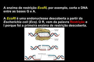 A enzima de restrição  EcoRI ,  por exemplo, corta o DNA entre as bases G e A. A  EcoRI  é uma endonuclease descoberta a partir da  Escherichia coli  ( Eco).  O R, vem da palavra  Restrição  e I porque foi a primeira enzima de restrição descoberta. 