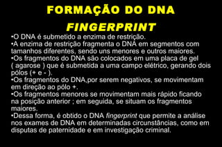 FORMAÇÃO DO DNA  FINGERPRINT O DNA é submetido a enzima de restrição. A enzima de restrição fragmenta o DNA em segmentos com tamanhos diferentes, sendo uns menores e outros maiores. Os fragmentos do DNA são colocados em uma placa de gel ( agarose ) que é submetida a uma campo elétrico, gerando dois pólos (+ e - ). Os fragmentos do DNA,por serem negativos, se movimentam em direção ao pólo +. Os fragmentos menores se movimentam mais rápido ficando na posição anterior ; em seguida, se situam os fragmentos maiores. Dessa forma, é obtido o DNA  fingerprint  que permite a análise nos exames de DNA em determinadas circunstâncias, como em disputas de paternidade e em investigação criminal. 