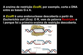 A enzima de restrição  EcoRI ,  por exemplo, corta o DNA entre as bases G e A. A  EcoRI  é uma endonuclease descoberta a p...