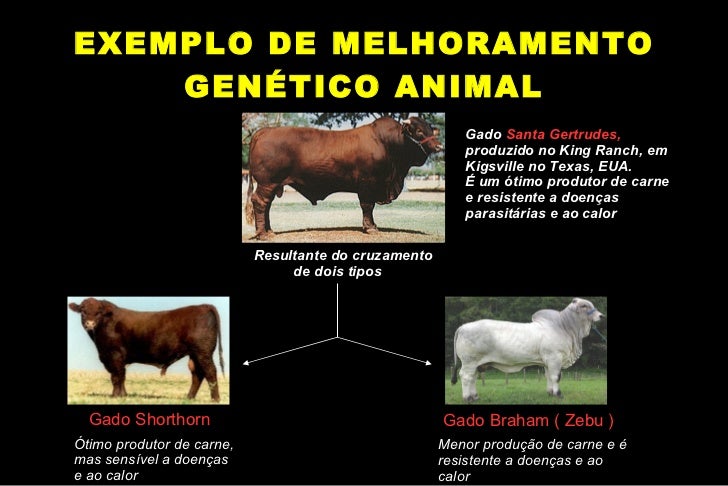 Melhoramento genetico animal em pdf