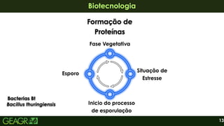 Situação de
Estresse
Fase Vegetativa
Inicio do processo
de esporulação
Esporo
13
Biotecnologia
Biotecnologia
Bacterias Bt
Bacterias Bt
Bacillus thuringiensis
Bacillus thuringiensis
Formação de
Formação de
Proteínas
Proteínas
Formação de
Proteínas
 