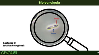 14
Biotecnologia
Biotecnologia
Bacterias Bt
Bacterias Bt
Bacillus thuringiensis
Bacillus thuringiensis
 