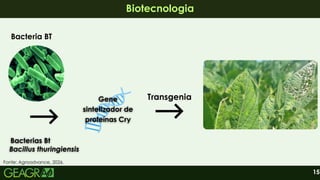 15
Biotecnologia
Biotecnologia
Bacteria BT
Gene
sintetizador de
proteínas Cry
Gene
sintetizador de
proteínas Cry
Transgenia
Bacterias Bt
Bacterias Bt
Bacillus thuringiensis
Bacillus thuringiensis
Fonte: Agroadvance, 2026.
 