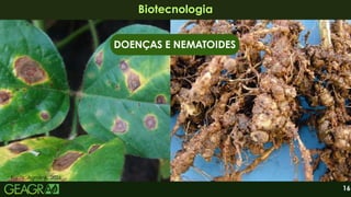 16
Biotecnologia
Biotecnologia
DOENÇAS E NEMATOIDES
Fonte: Agrolink, 2026.
 