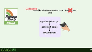 gene cp4-epsps
DNA da soja
Agrobacterium spp.
24
Glifosato Inibição da enzima
EPSPS
Aminoácidos
 