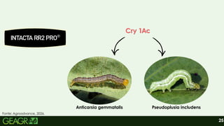 25
Cry 1Ac
Cry 1Ac
Cry 1Ac
Cry 1Ac
Anticarsia gemmatalis Pseudoplusia includens
Fonte: Agroadvance, 2026.
 