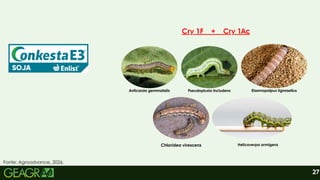 27
Cry 1F + Cry 1Ac
Anticarsia gemmatalis Pseudoplusia includens Elasmopalpus lignosellus
Chloridea virescens Helicoverpa armigera
Fonte: Agroadvance, 2026.
 