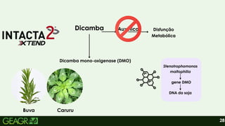 Auxínico
gene DMO
DNA da soja
Stenotrophomonas
maltophilia
28
Dicamba Disfunção
Metabólica
Dicamba mono-oxigenase (DMO)
Buva Caruru
 