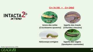 29
broca-das-axilas
(Crocidosema aporema)
lagarta-das-maçãs
(Chloridea virescens)
Helicoverpa armigera lagarta-das-vagens
(Spodoptera cosmioides)
Cry 1A.105 + Cry 2Ab2
Fonte: Agroadvance, 2026.
 