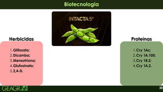 30
Biotecnologia
Biotecnologia
Herbicidas
Herbicidas Proteínas
Proteínas
1.Glifosato;
2.Dicamba;
3.Mensotriona;
4.Glufosinato;
5.2,4-D.
1.Cry 1Ac;
2.Cry 1A.105;
3.Cry 1B.2;
4.Cry 1A.2.
 