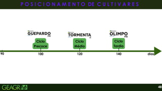 Ciclo
Precoce
Ciclo
Médio
Ciclo
Tardio
48
100 140
120
90 dias
P O S I C I O N A M E N T O DE C U L T I V A R E S
P O S I C I O N A M E N T O DE C U L T I V A R E S
 